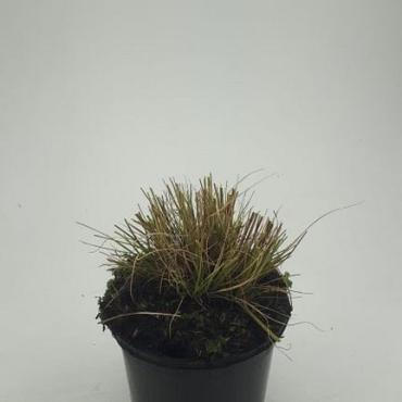 Pennisetum al. 'Little Bunny'