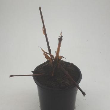 Persicaria amplexicaulis