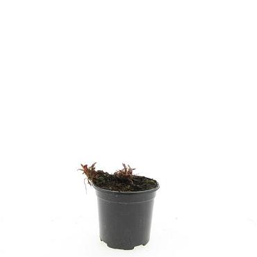 Persicaria amplexicaulis