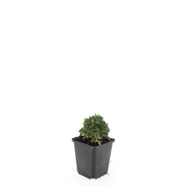 Potentilla tridentata 'Nuuk'