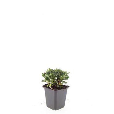 Potentilla tridentata 'Nuuk'