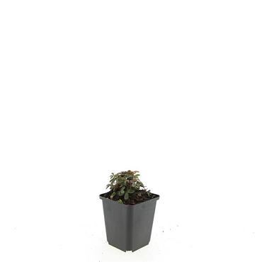 Potentilla tridentata 'Nuuk'