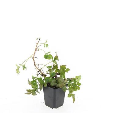 Waldsteinia ternata