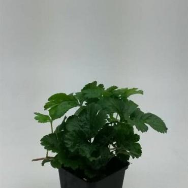 Waldsteinia ternata