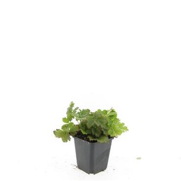 Waldsteinia ternata