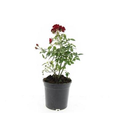 Rosa (P) 'Rote The Fairy'