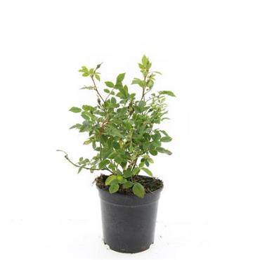 Rosa (P) 'Rote The Fairy'