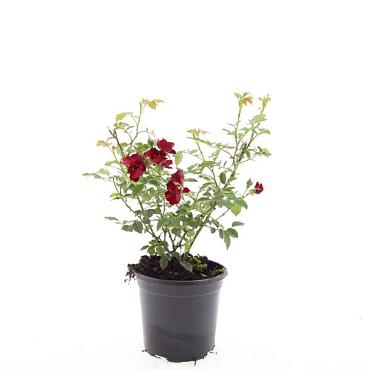Rosa (P) 'Rote The Fairy'