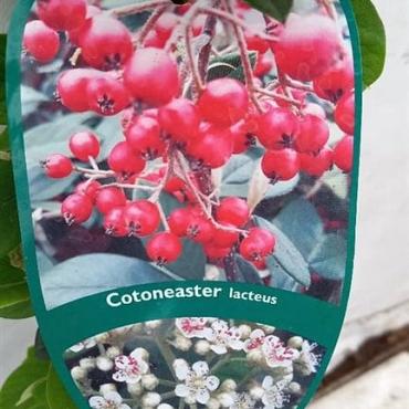 Cotoneaster lacteus