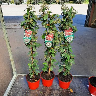 Cotoneaster lacteus