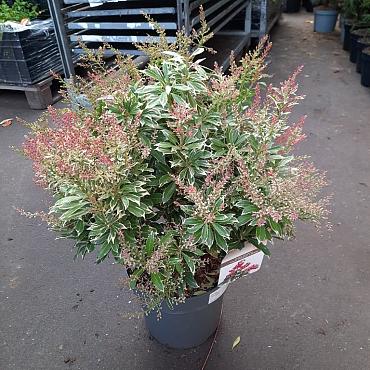 Pieris jap. Polar Passion