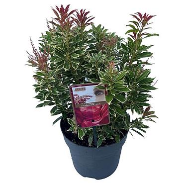 Pieris jap. Polar Passion