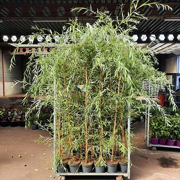 Salix sepulcralis 'Chrysocoma'