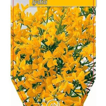 Genista lydia