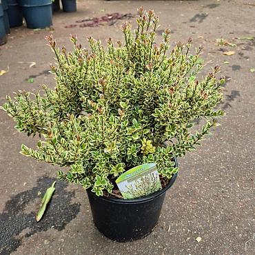 Myrtus c. 'Variegata'