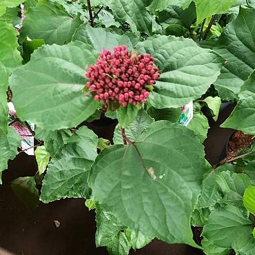 Clerodendrum bungei