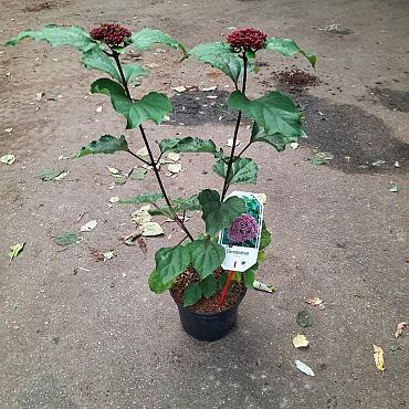 Clerodendrum bungei