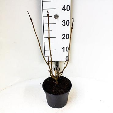 Clerodendrum bungei