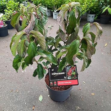 Viburnum dilatatum 'Sealing Wax'
