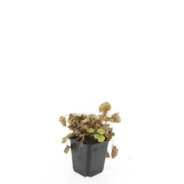 Alchemilla mollis