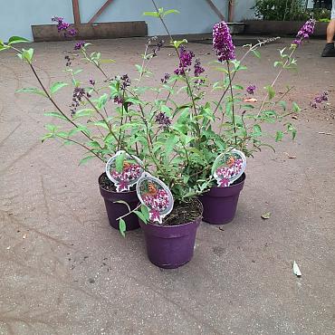 Buddleja d. Berries & Cream