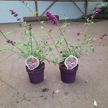 Buddleja d. Berries & Cream