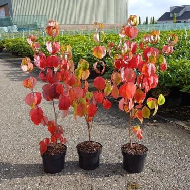 Cornus fl. 'Rainbow'