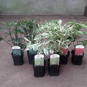 Cornus in varieties (dogwoods)