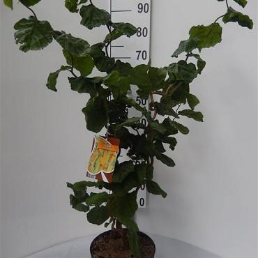 Corylus a. 'Contorta'