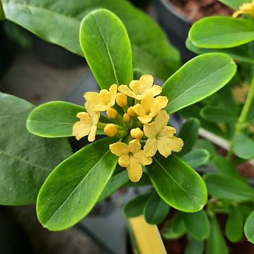 Daphne gemmata 'Royal Crown'