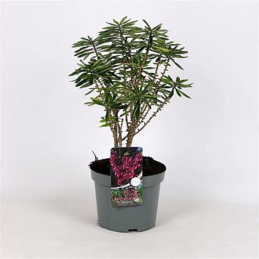 Daphne mezereum 'Rubra'