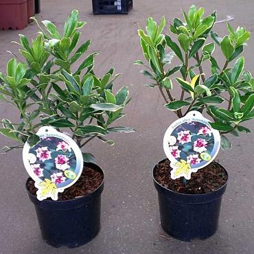 Daphne odora 'Aureomarginata'