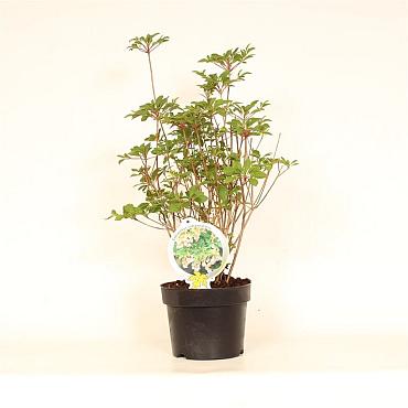 Enkianthus campanulatus