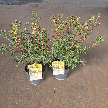 Enkianthus campanulatus