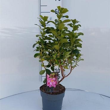 Escallonia laevis Pink Elle