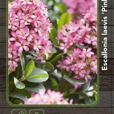 Escallonia laevis Pink Elle