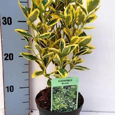 Euonymus jap. 'Bravo'