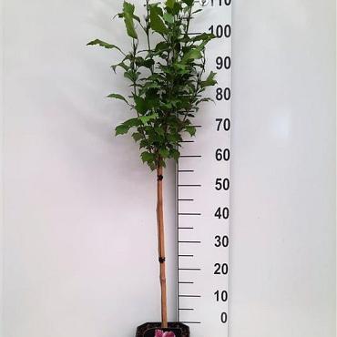 Hibiscus syr. Flower Tower Purple