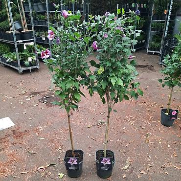 Hibiscus syr. Flower Tower Purple