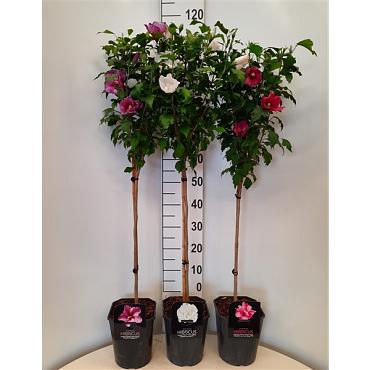 Hibiscus syr. Flower Tower Ruby