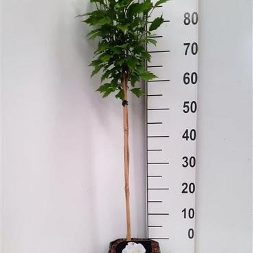 Hibiscus syr. Flower Tower White