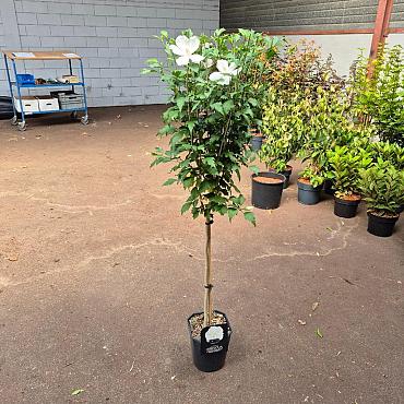 Hibiscus syr. Flower Tower White
