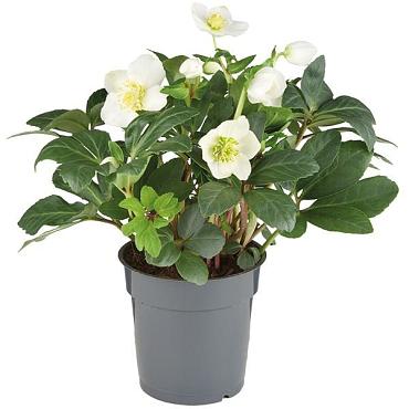 Helleborus n. 'Christmas Carol'