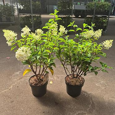 Hydrangea pan. 'Silver Dollar'