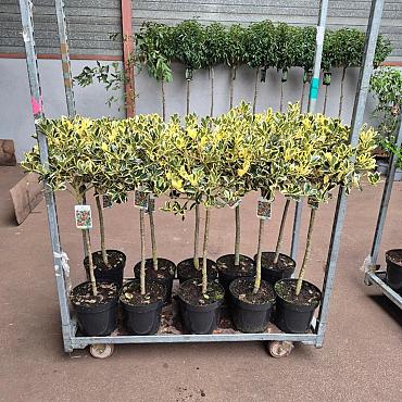Ilex altacl. 'Golden King'
