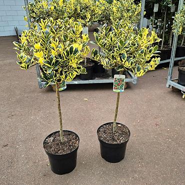 Ilex altacl. 'Golden King'