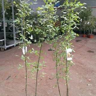 Laburnocytisus adamii