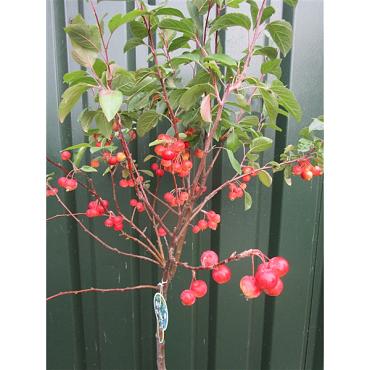 Malus 'Evereste'