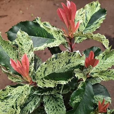 Photinia ser. Pink Crispy'