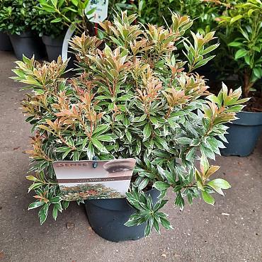 Pieris jap. 'Little Heath'